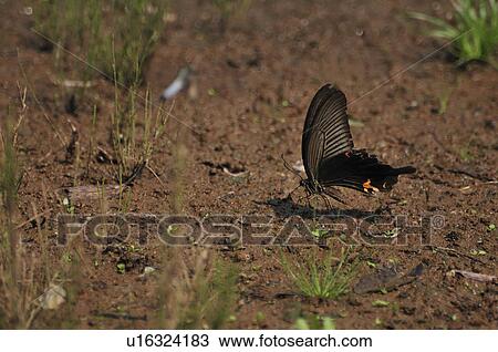 Stock Image - Spangle (Papilio protenor) drinking water. Fotosearch