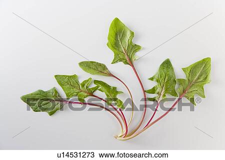 Stock Image - Spinach, close up, white background. Fotosearch