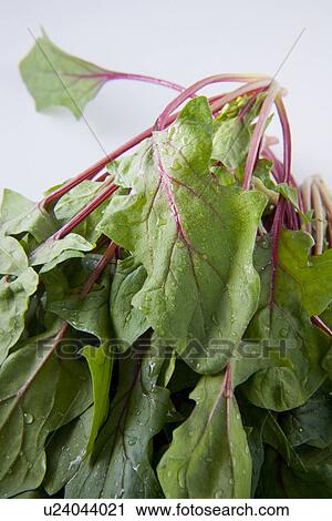 Stock Image - Spinach, close up, white background. Fotosearch