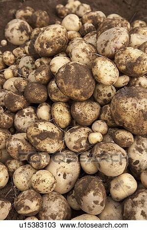 Stock Image - Stack of potatoes, close up, full frame. Fotosearch