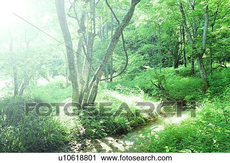 Stock Image - Stream in forest. Fotosearch