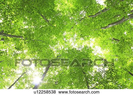 Sunbeam between beech trees View Large Photo Image Stock Photo - Sunbeam between beech trees. Fotosearch