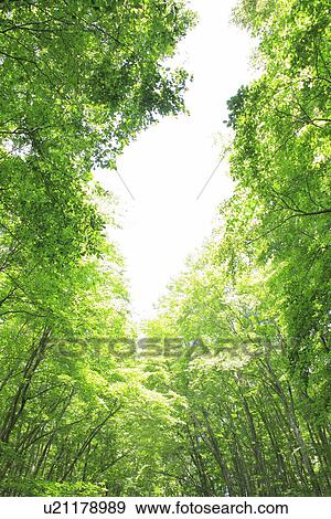 Stock Photo - Sunbeam between beech trees. Fotosearch