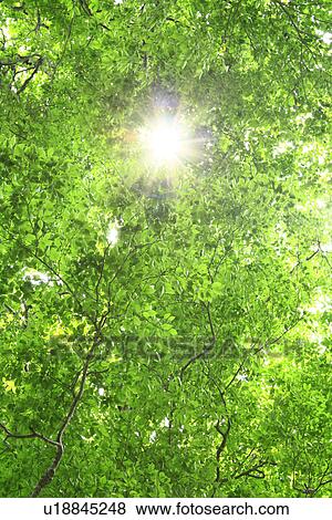 Sunbeam between green trees View Large Photo Image Stock Photo - Sunbeam between green trees. Fotosearch