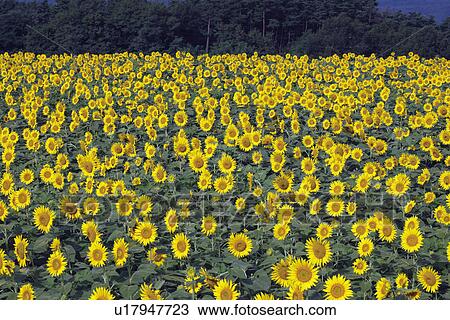Stock Image - Sunflower field. Fotosearch