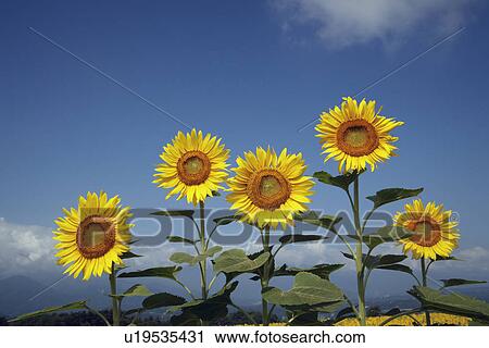 Stock Image - Sunflowers. Fotosearch