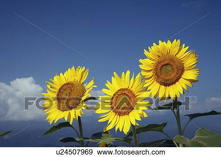 Sunflowers View Large Photo Image Stock Photo - Sunflowers. Fotosearch