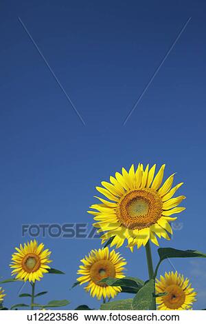 Sunflowers View Large Photo Image Stock Photograph - Sunflowers. Fotosearch