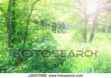 Stock Photo - Sunshine in lush forest. Fotosearch