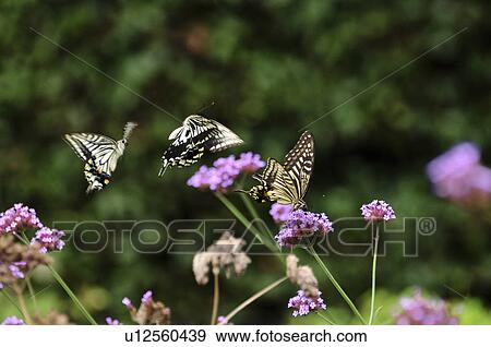Swallowtail butterflies on flower View Large Photo Image Stock Photo - Swallowtail butterflies on flower. Fotosearch