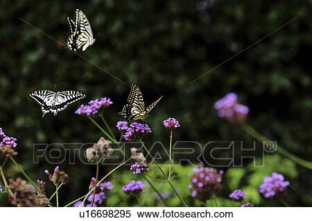 Swallowtail butterflies on flower View Large Photo Image Stock Photography - Swallowtail butterflies on flower. Fotosearch