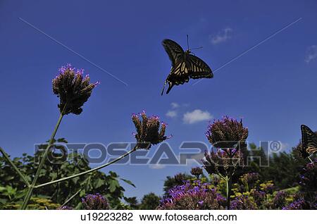 Stock Image - Swallowtail butterfly flying. Fotosearch