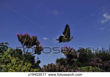 Stock Photo - Swallowtail butterfly flying. Fotosearch