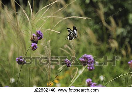 Swallowtail butterfly flying View Large Photo Image Stock Photo - Swallowtail butterfly flying. Fotosearch