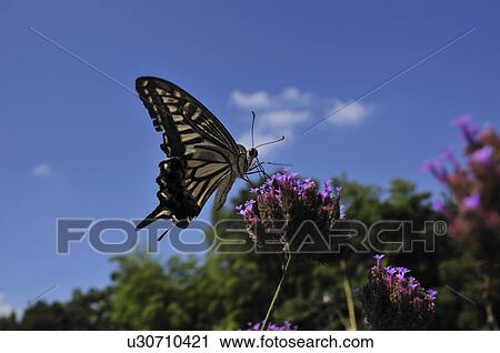 Stock Image - Swallowtail butterfly on flower. Fotosearch