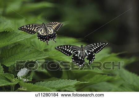 Swallowtail butterfly View Large Photo Image Picture - Swallowtail butterfly. Fotosearch
