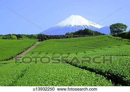 Tea plantation and Mt. Fuji View Large Photo Image Stock Image - Tea plantation and Mt. Fuji. Fotosearch