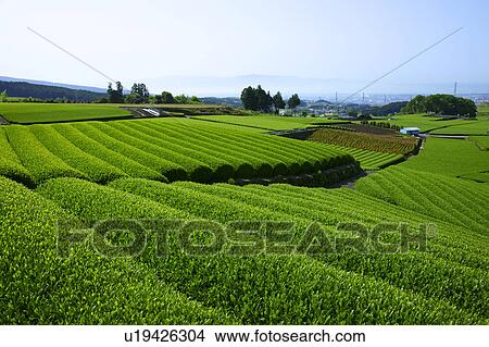 Tea plantation View Large Photo Image Picture - Tea plantation. Fotosearch