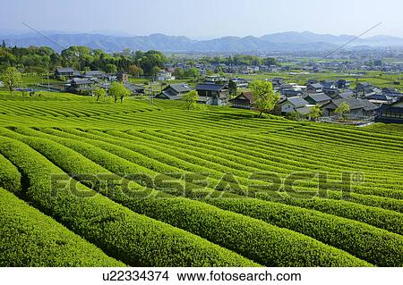 Picture - Tea plantation. Fotosearch