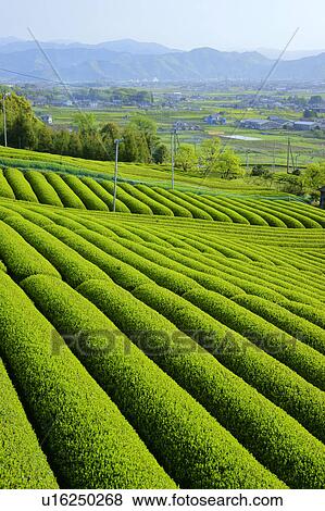 Tea plantation View Large Photo Image Stock Photo - Tea plantation. Fotosearch