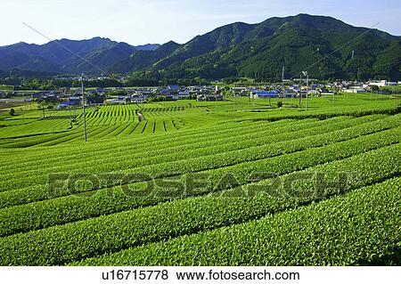 Stock Photo - Tea plantation. Fotosearch