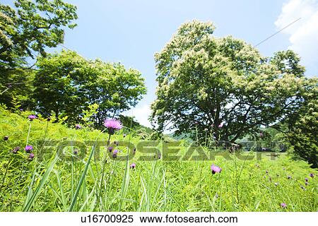 Thistle in field View Large Photo Image Stock Photography - Thistle in field. Fotosearch