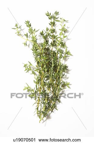 Thyme View Large Photo Image Stock Image - Thyme. Fotosearch