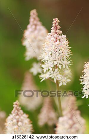 Tiarella, close up, differential focus View Large Photo Image Stock Image - Tiarella, close up, differential focus. Fotosearch