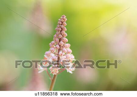 Stock Photo - Tiarella, close up, differential focus. Fotosearch