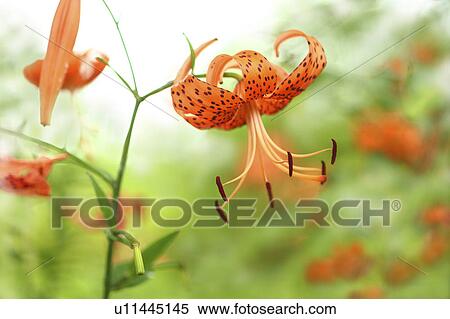 Stock Photography - Tiger Lily. Fotosearch