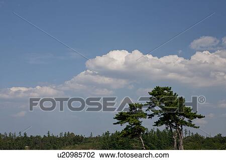 Tojinbo Cliffs View Large Photo Image Stock Image - Tojinbo Cliffs. Fotosearch