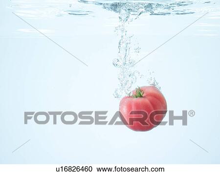 Tomato underwater View Large Photo Image Stock Image - Tomato underwater. Fotosearch