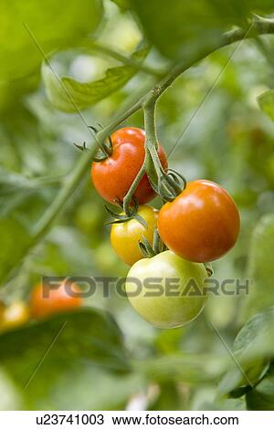 Stock Image - Tomatoes on branch, close up, differential focus. Fotosearch