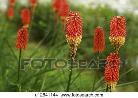 Picture - Torch Lily. Fotosearch