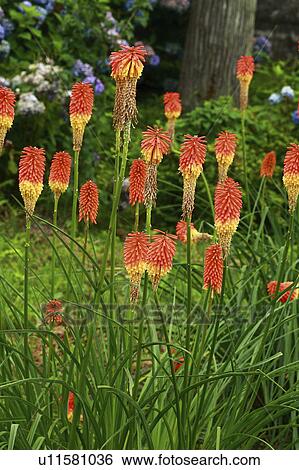 Torch Lily View Large Photo Image Stock Photograph - Torch Lily. Fotosearch
