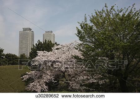 Tower Blocks and Cherry Blossom Tree View Large Photo Image Stock Image - Tower Blocks and Cherry Blossom Tree. Fotosearch