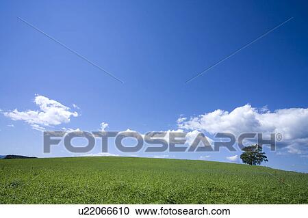 Stock Image - Tree and field. Fotosearch