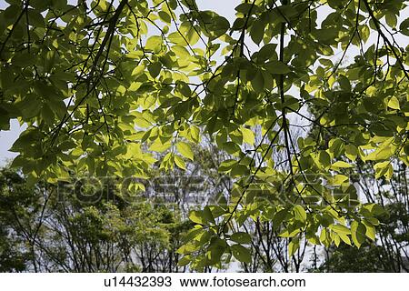 Tree and leaves View Large Photo Image Stock Image - Tree and leaves. Fotosearch