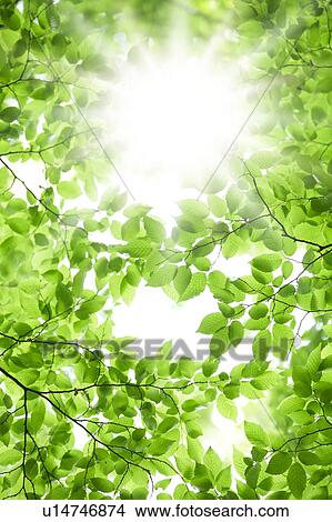 Picture - Tree and sunlight. Fotosearch