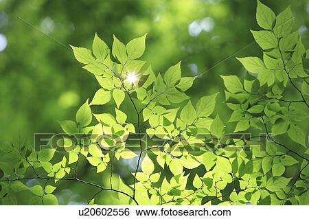 Tree and sunlight View Large Photo Image Stock Photograph - Tree and sunlight. Fotosearch