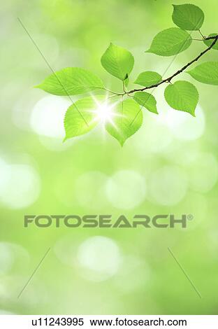 Stock Photography - Tree and sunlight. Fotosearch