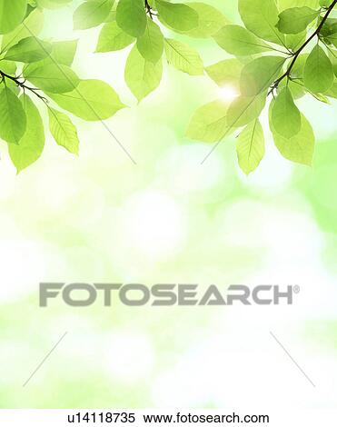 Stock Photography - Tree and sunlight. Fotosearch
