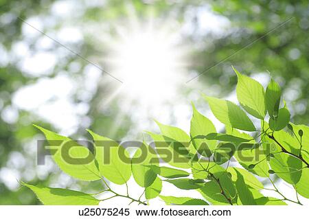 Stock Photography - Tree and sunlight. Fotosearch
