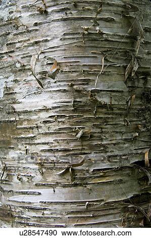 Tree bark View Large Photo Image Stock Image - Tree bark. Fotosearch