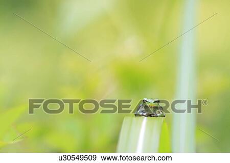 Tree Frog on Leaf Blade View Large Photo Image Stock Photo - Tree Frog on Leaf Blade. Fotosearch