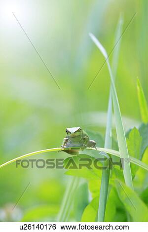 Stock Photograph - Tree frog. Fotosearch