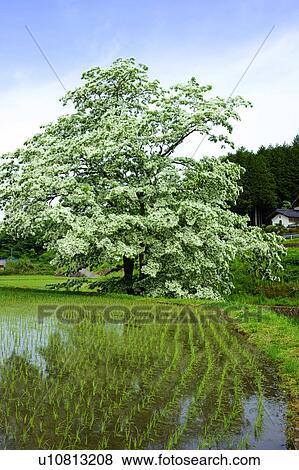 Tree in a rice paddies View Large Photo Image Stock Photo - Tree in a rice paddies. Fotosearch