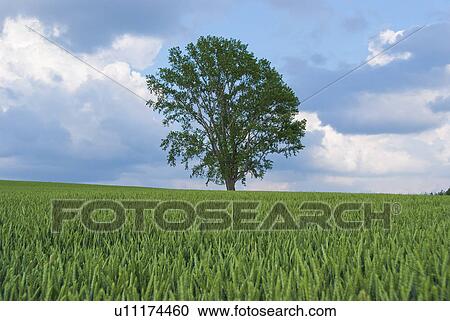 Stock Image - Tree in field. Fotosearch