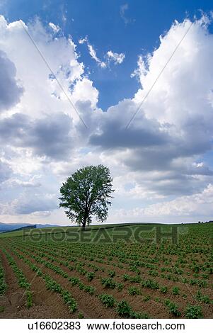 Tree in field View Large Photo Image Stock Image - Tree in field. Fotosearch