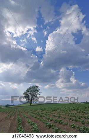 Tree in field View Large Photo Image Stock Image - Tree in field. Fotosearch